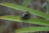 Pine Woods Treefrog (Hyla femoralis)