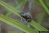 Pine Woods Treefrog (Hyla femoralis)