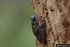 Pine Woods Treefrog (Hyla femoralis)