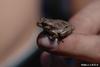 Pine Woods Treefrog (Hyla femoralis)