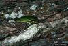 Common Gray Treefrog (Hyla versicolor)