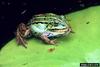 Edible Frog (Rana esculenta)