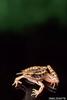 Northern Leopard Frog (Rana pipiens)