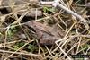 Wood Frog (Rana sylvatica)