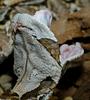 Gaboon Viper (Bitis gabonica) 301