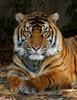 tiger yawn 100