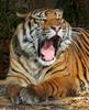 tiger yawn 102
