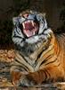 tiger yawn 104
