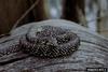 Speckled Kingsnake (Lampropeltis getula holbrooki)