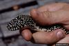 Speckled Kingsnake (Lampropeltis getula holbrooki)