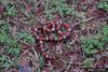 Scarlet King Snake (Lampropeltis triangulum elapsoides)