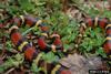 Scarlet King Snake (Lampropeltis triangulum elapsoides)