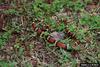 Scarlet King Snake (Lampropeltis triangulum elapsoides)