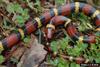 Scarlet King Snake (Lampropeltis triangulum elapsoides)