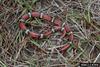 Scarlet King Snake (Lampropeltis triangulum elapsoides)