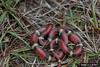 Scarlet King Snake (Lampropeltis triangulum elapsoides)