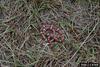 Scarlet King Snake (Lampropeltis triangulum elapsoides)