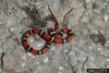 Scarlet King Snake (Lampropeltis triangulum elapsoides)