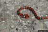 Scarlet King Snake (Lampropeltis triangulum elapsoides)