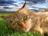 Cat's eye