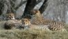 Cheetahs