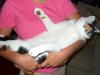 My cat Faline