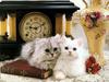 Cute Kitten