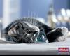Cute Kitten