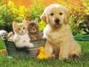 Cute Kitten