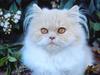 Cute Kitten