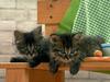 Cute Kitten