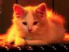 Cute Kitten