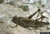 American Grasshopper (Schistocerca americana)