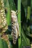 American Grasshopper (Schistocerca americana)