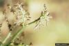 Honeylocust Plant Bug (Diaphnocoris chlorionis)