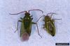 Honeylocust Plant Bug (Diaphnocoris chlorionis)