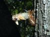 Periodical Cicada (Magicicada septendecim)