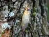 Periodical Cicada (Magicicada septendecim)