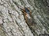 Periodical Cicada (Magicicada septendecim)