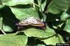 Periodical Cicada (Magicicada septendecim)