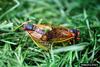 Periodical Cicada (Magicicada septendecim)