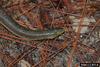 Eastern Glass Lizard (Ophisaurus ventralis)