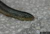 Eastern Glass Lizard (Ophisaurus ventralis)