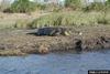 Nile Crocodile (Crocodylus niloticus)