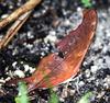 Ruddy Daggerwing Butterfly (Marpesia petreus)