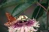 Gulf Fritillary Butterfly (Agraulis vanillae)