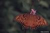 Gulf Fritillary Butterfly (Agraulis vanillae)