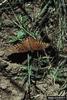 Gulf Fritillary Butterfly (Agraulis vanillae)