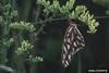 Gulf Fritillary Butterfly (Agraulis vanillae)