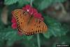 Gulf Fritillary Butterfly (Agraulis vanillae)